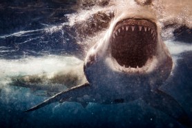 I got attacked by a shark today