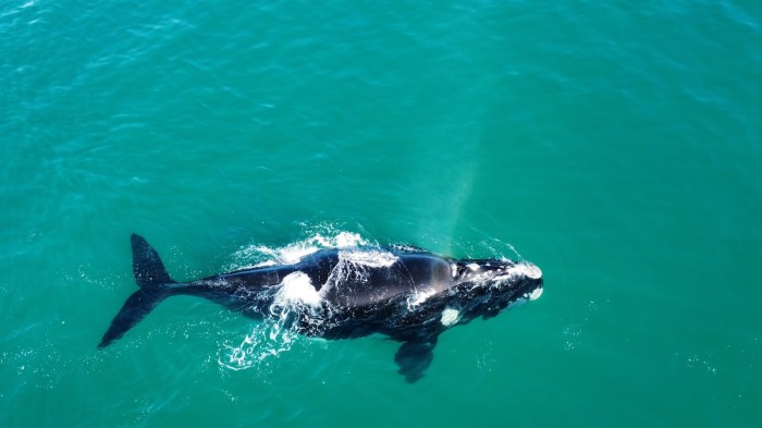 Southern Right Whale surfer