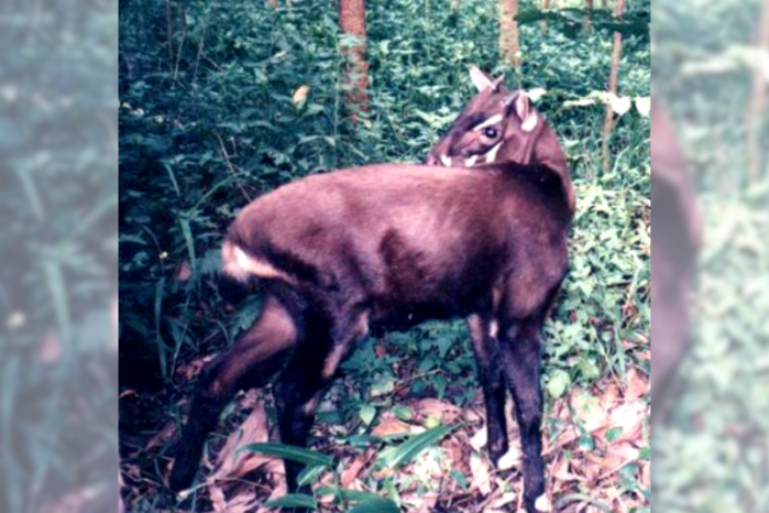 asian unicorn saola