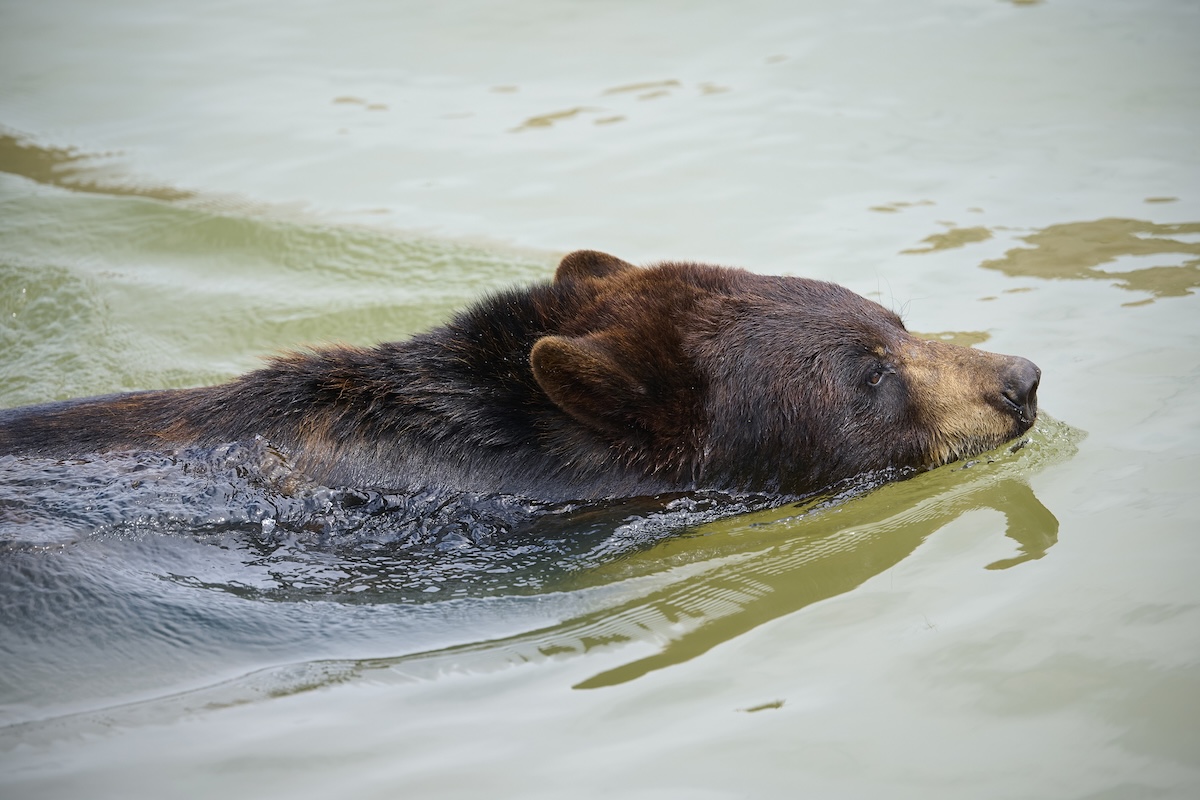 bear and cub backyard pool