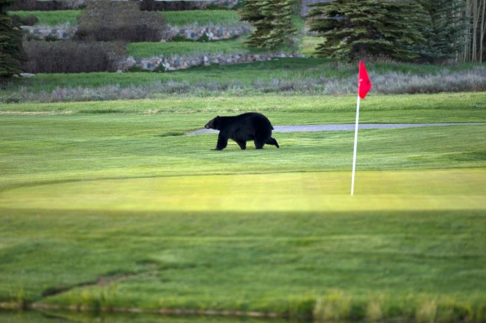 bears golf course