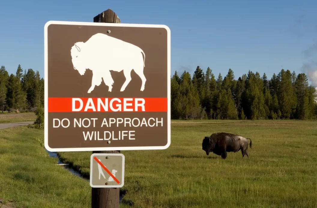 bison attack yellowstone