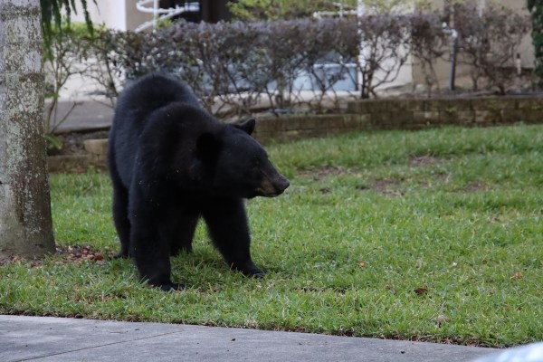 black bear yard missouri