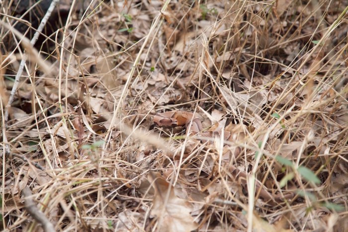 Copperhead camouflage