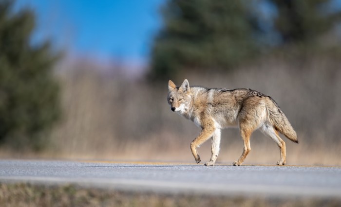 Coyote skylight roof salon