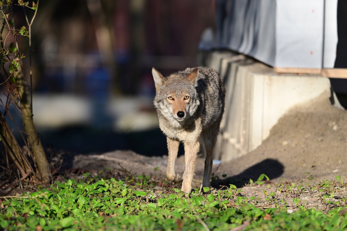 stray dog fights coyotes