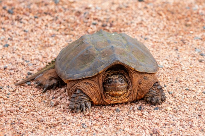 don't mess with snapping turtles
