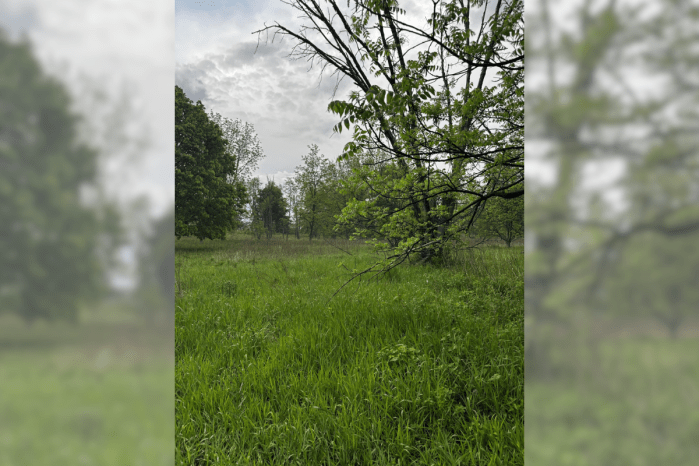 find the deer in the photo