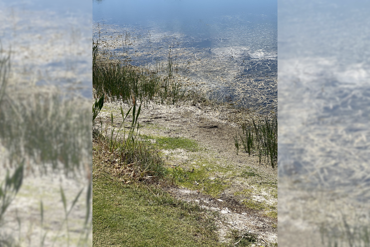 find the gator