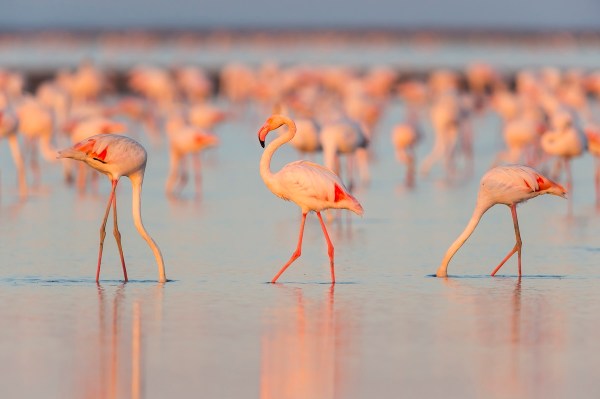 flamingos tornados