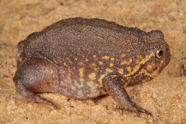 frog noise