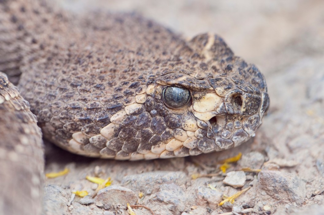 funky rattlesnake arizona