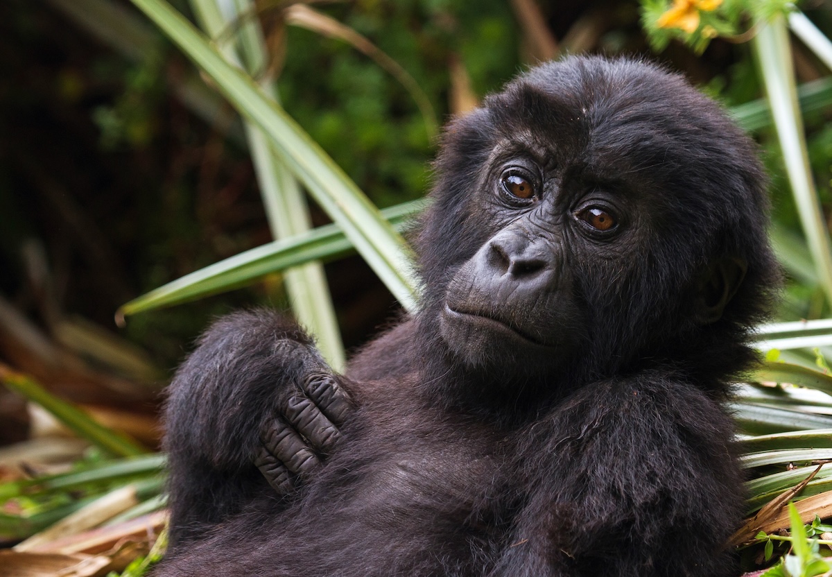 gorillas rewilded