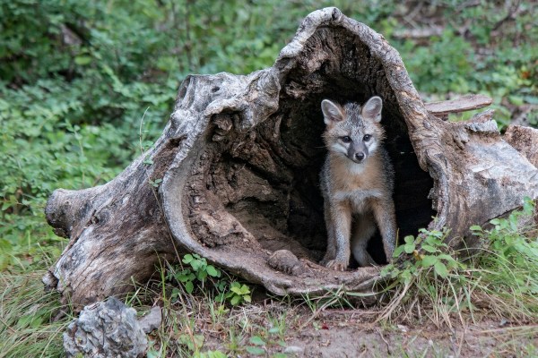 gray fox trail cam