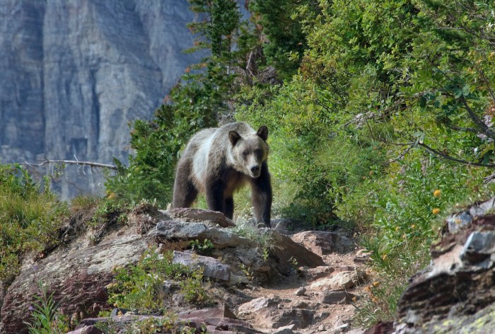 Grizzly bear encounter banff canada
