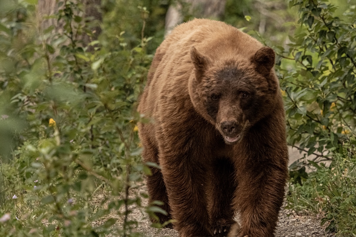 hiker dog bear trail