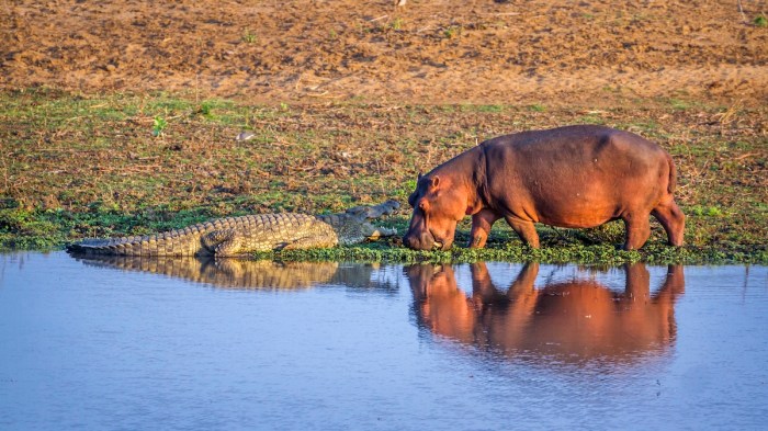 hippo croc botswana