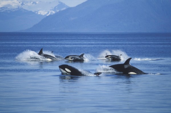 humpback whales chase orcas