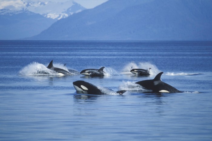 humpback whales chase orcas