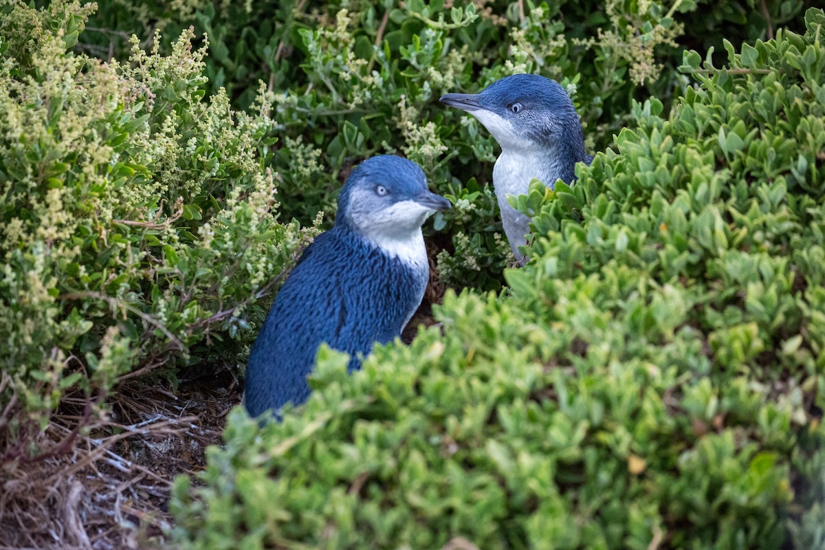 little blue penguins trail cam