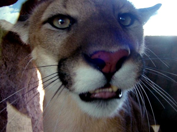 mountain lion doorbell cam