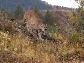 Mountain Lion harmonica
