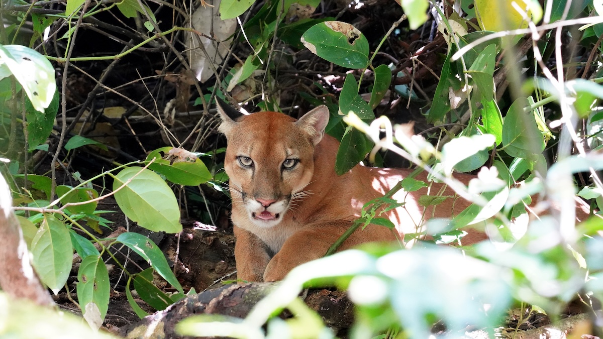 mountain lion Oahu