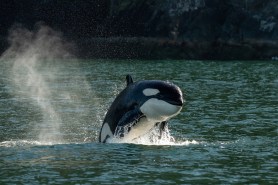 orca bumps boat