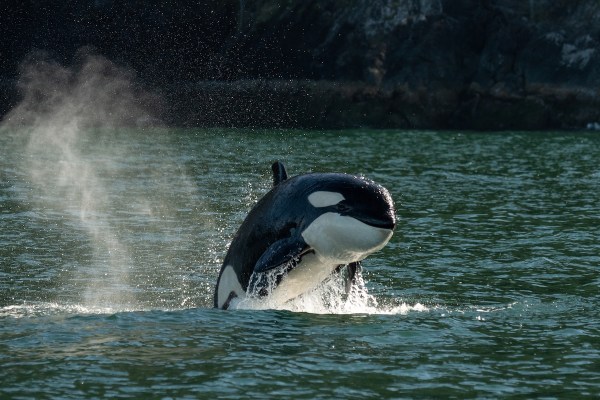 orca bumps boat