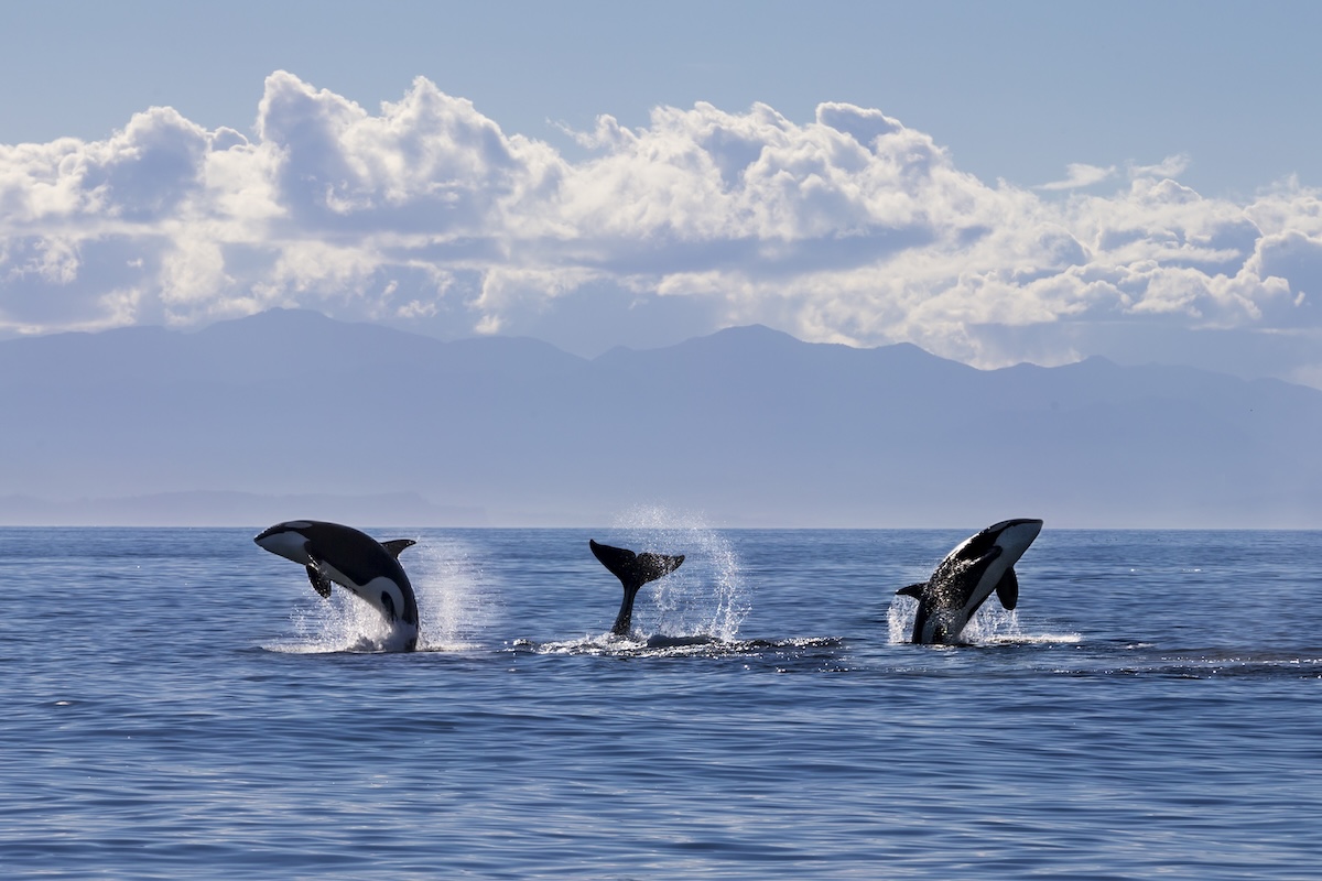 orcas put on a show catalina island