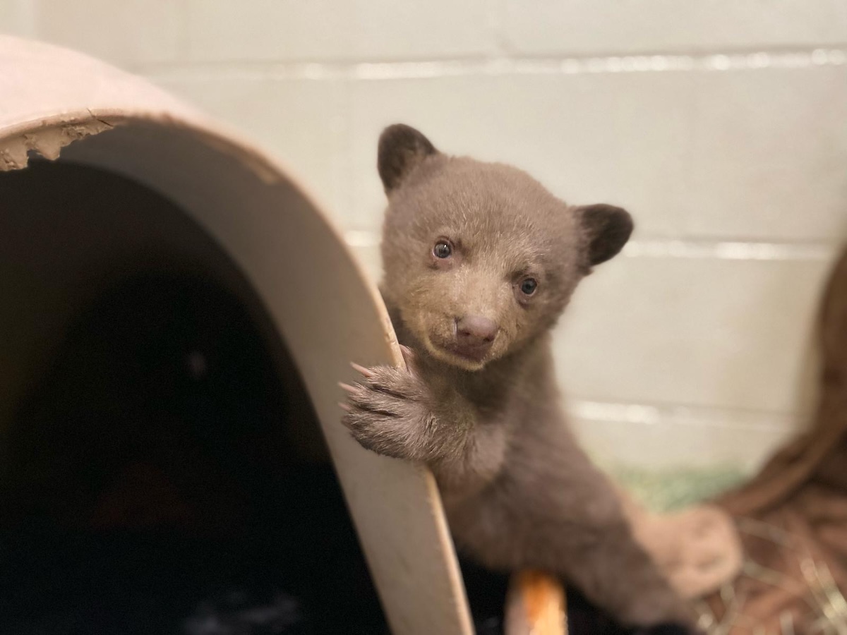 orphaned bear cub photos