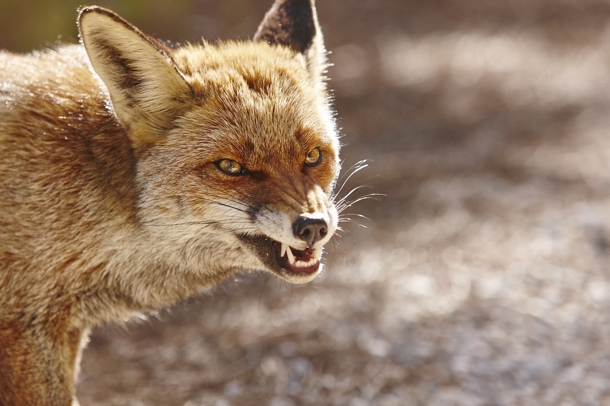 rabid fox attacks