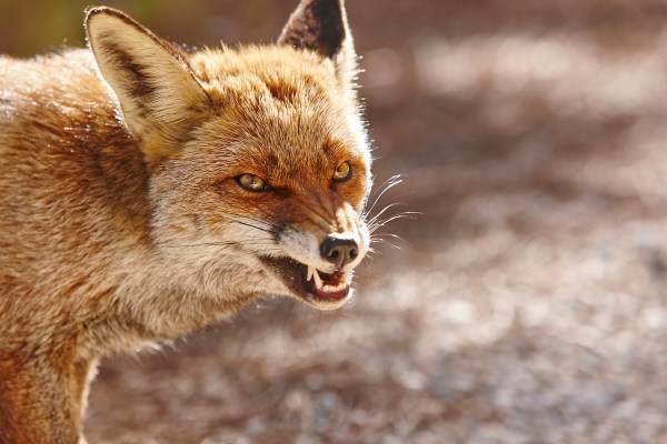 rabid fox attacks
