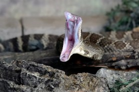 rattlesnake missing rattle