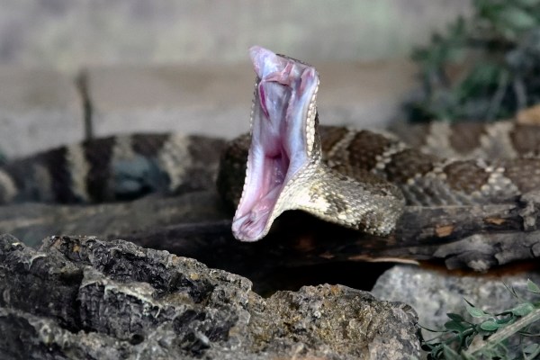 rattlesnake missing rattle