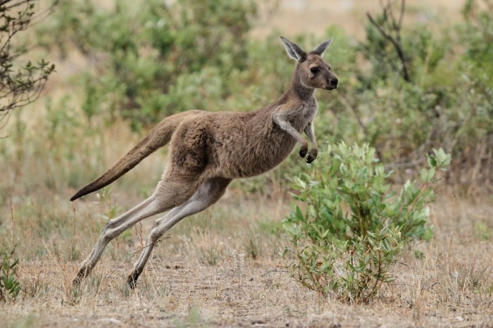 runaway kangaroo