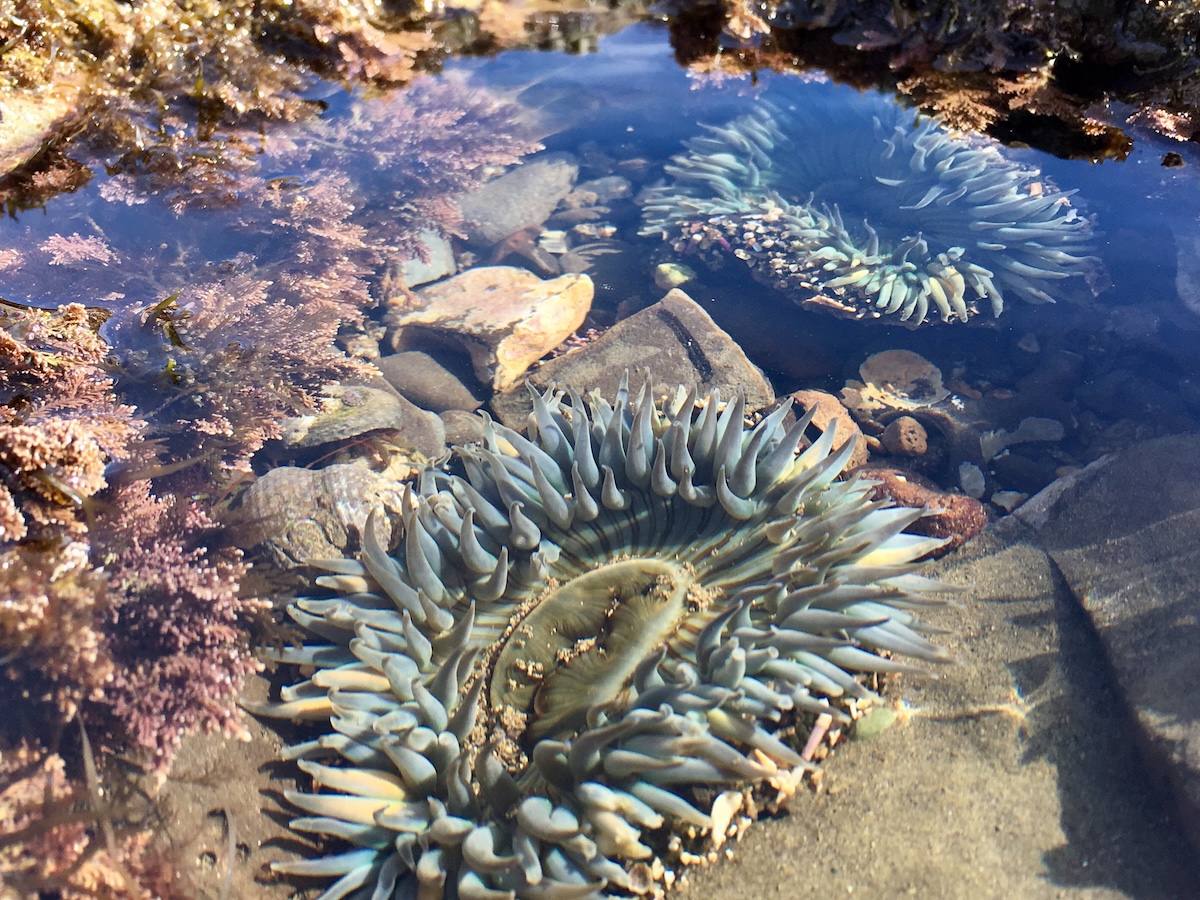 sea anemone bird