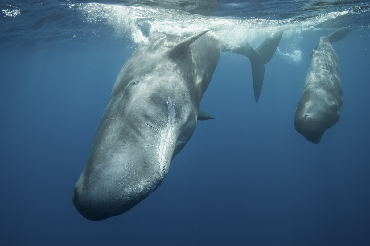 Sperm whales chatting