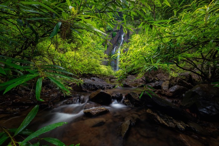 trail cam thailand rare buffalo bear
