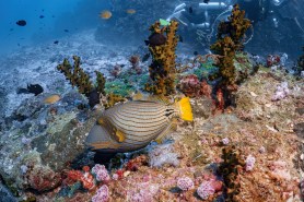 Triggerfish attack diver