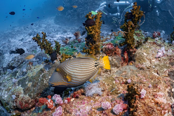 Triggerfish attack diver