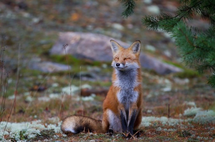 unbothered fox bird attack