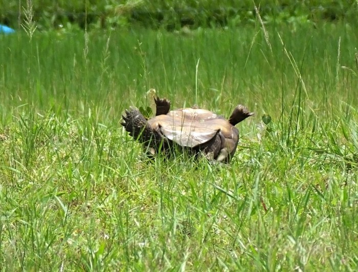 upside-down turtle