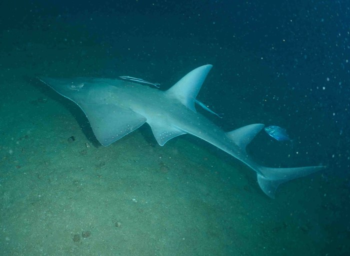 weird fish australia