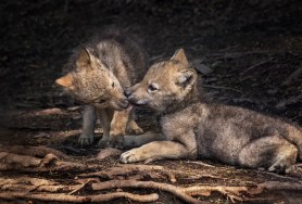 wolf pup's first howl