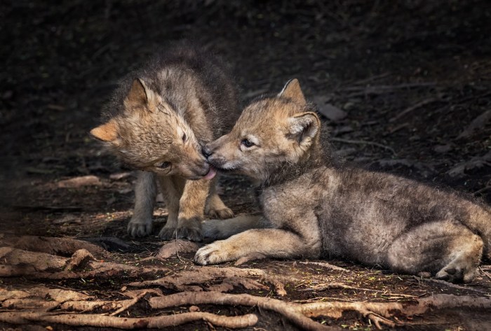 wolf pup's first howl
