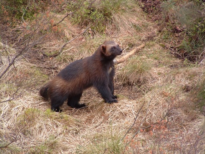 Wolverine road