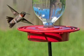 bear bird feeder