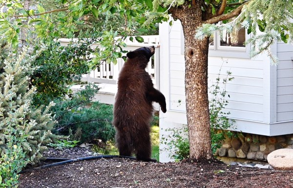 bear vs. dog security cam