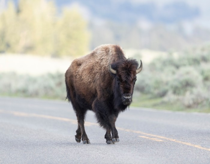 bison encounter yellowstone